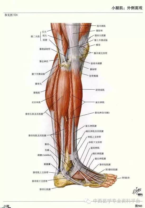 艺用人体解剖腿部图片