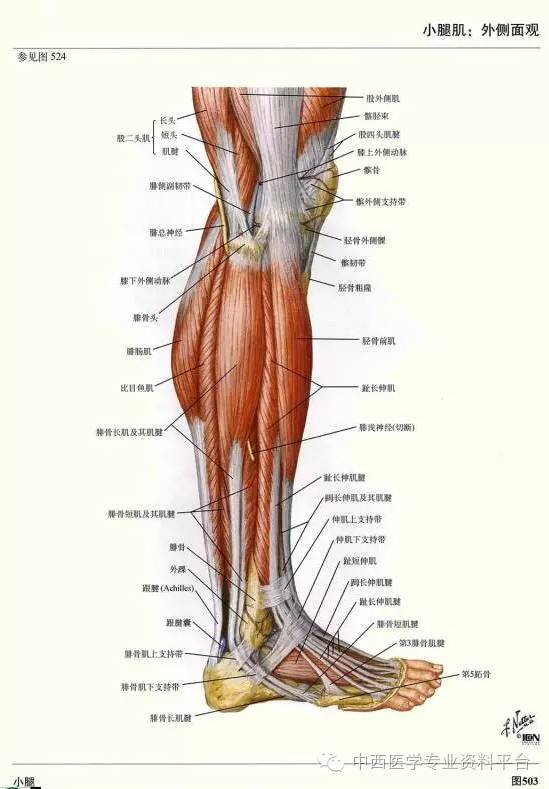 腿部图解结构图片大全图片