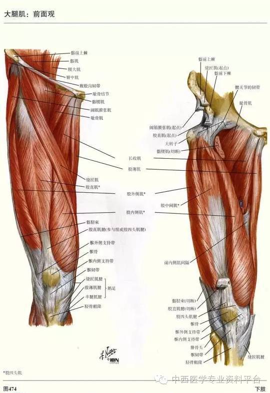 人体下肢肌肉结构图图片