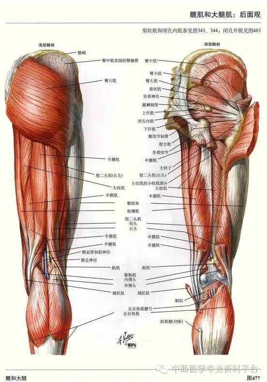 下肢肌肉分布图图片