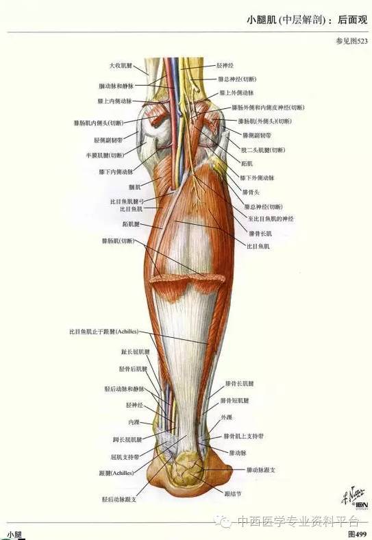 這個下肢解剖圖譜,簡直完美!