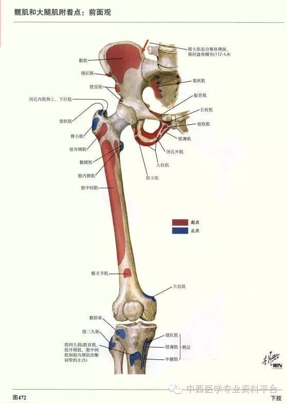 这个下肢解剖图谱,简直完美!