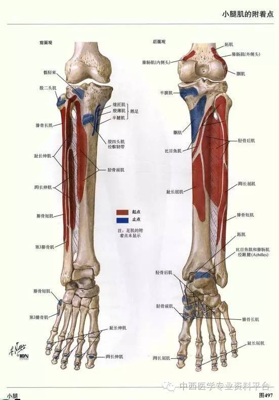 这个下肢解剖图谱,简直完美!