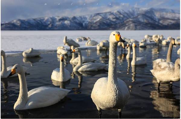 线路推荐 日本 摄影团 资深专业领队北海道拍鸟提高出片率 旅游频道 手机搜狐