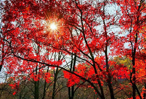 深秋万花都落尽如何拍出最美红叶 科技频道 手机搜狐