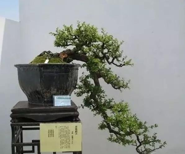 但是悬崖式盆景不同,只需要一枝独秀就可以让人欣赏到它的美,它的苍劲