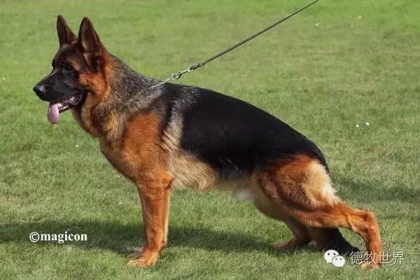 德牧比赛扑咬,2016德国sv本部展成年公