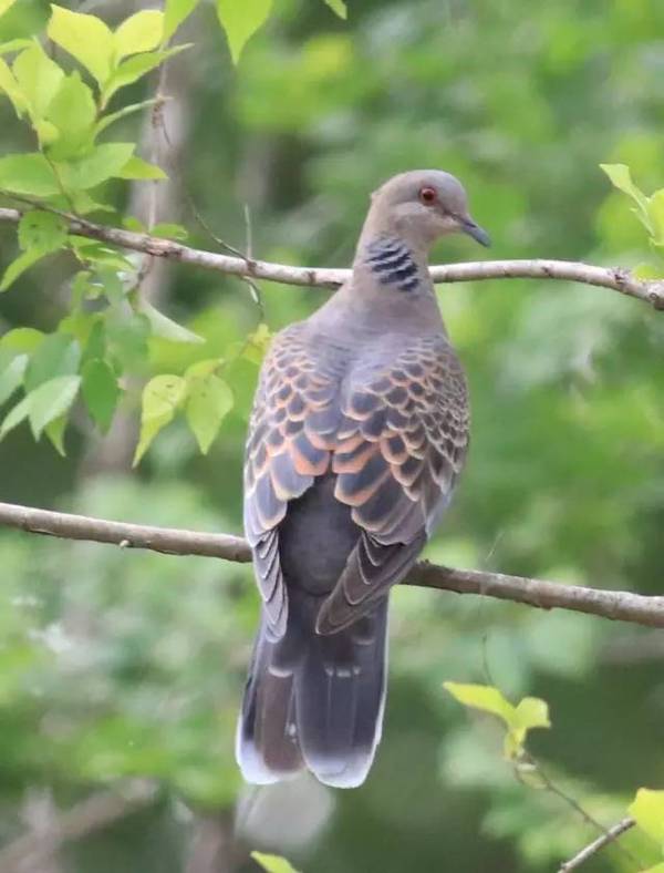 别名:斑鸠,金背斑鸠,雉鸠