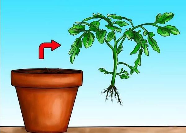 5,番茄幼苗栽种