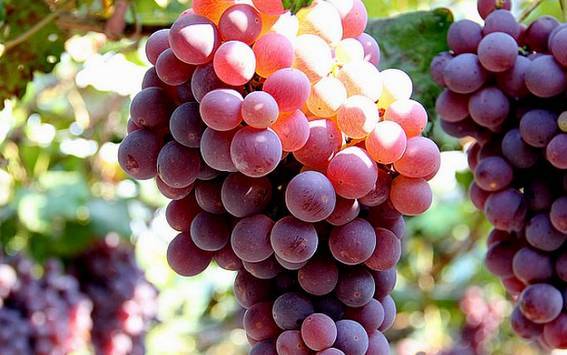 葡萄在阳光下犹如星光般闪闪发亮,汁多味甜,皮薄肉脆!十分诱人.