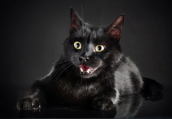 小猫维生素吃多中毒怎么办猫咪维生素每天吃多少-新闻频道-手机搜狐