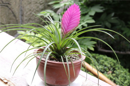 摆放方位 铁兰花喜爱亮堂,半阴,温热,湿度较高的环境.