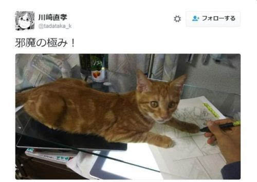 漫画家川崎直孝的猫会帮忙扫笔屑-新闻频道-手机搜狐