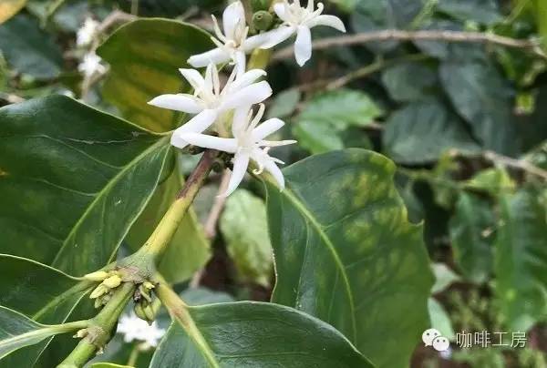 中国主要咖啡产地在哪些地方?中国的精品咖啡