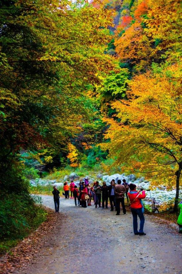 廣元青川·唐家河首屆大熊貓節 將於11月2日開幕