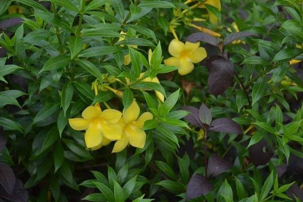 三亚到处都有这样的鹅蛋花,一开始我以为只有白色,原来还有黄色,还