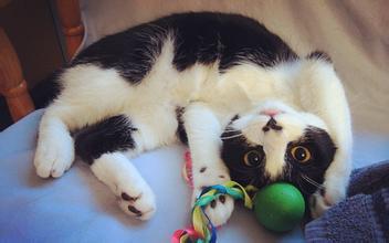 宠物趣闻:猫打喷嚏眼睛分泌物多