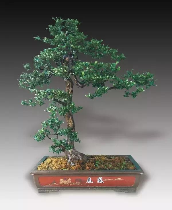 1027 珍珠罗汉松