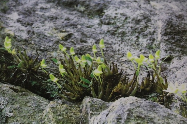 霍山石斛 野生身影