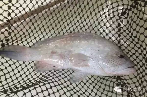 这么多种石斑鱼 你认识几种 财经频道 手机搜狐