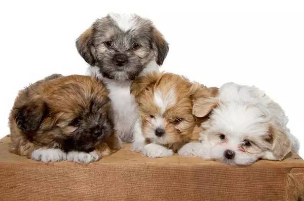 10种最适合饲养的小型犬?看看你知道多少种