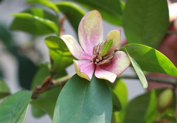 含笑花什么时候开花含笑花要怎么养呢 新闻频道 手机搜狐 含笑花什么时候开花含笑花要怎么养呢 新闻频道 手机搜狐