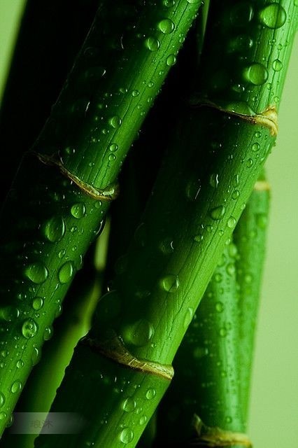 壁纸获高清手机壁纸 来源:环球顶尖摄影id:daxia235 杜甫 绿竹半含箨