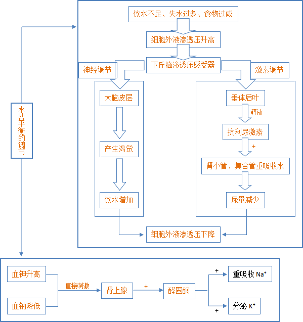 水盐平衡调节过程图解图片