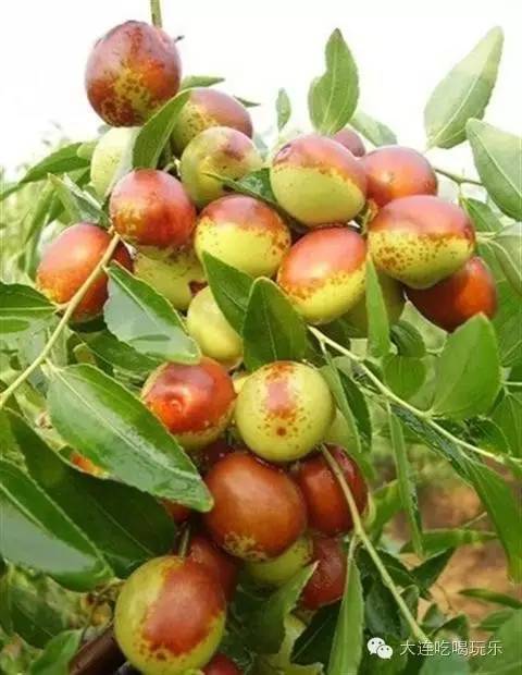 【养生常识】十月多吃它血压降了肾养好