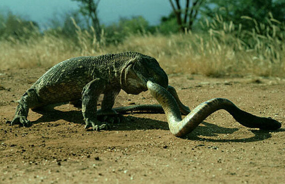 大蛇不要说缠住巨蜥,即便是接近巨蜥都很难.