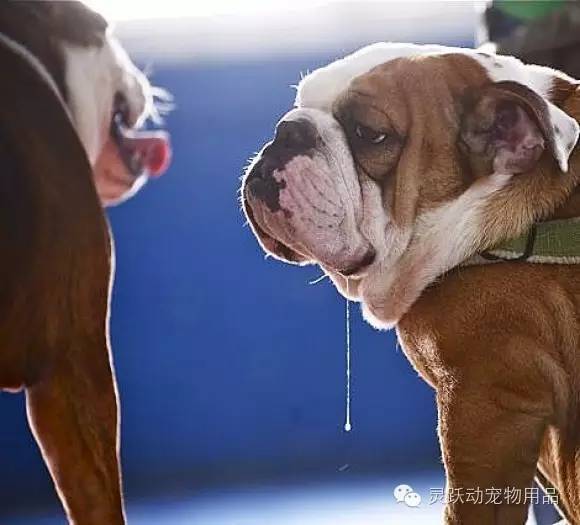 狗狗流口水是不是病 口水过多怎么办 新闻频道 手机搜狐