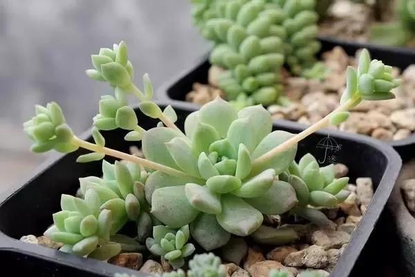 适合送给恋人的多肉 据说养了它心情瞬间能变好 时尚频道 手机搜狐