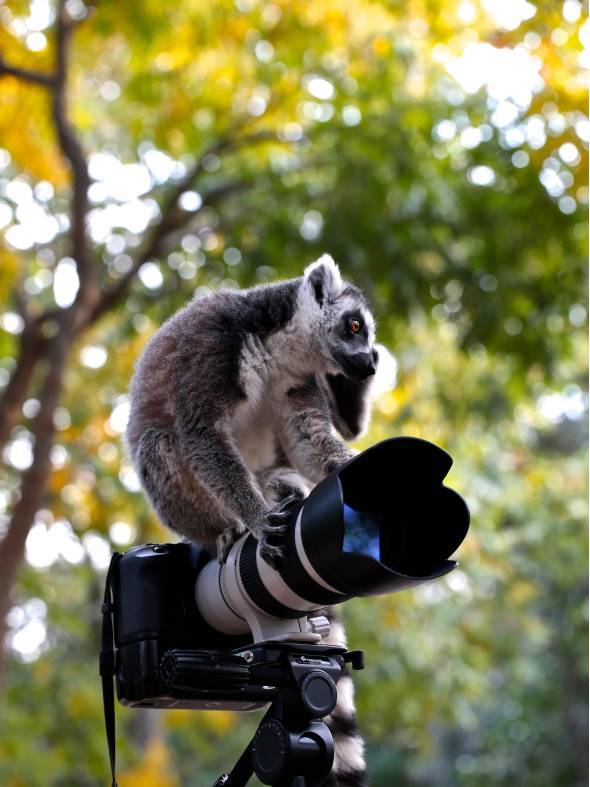 作品简介:上海野生动物园节尾猴好奇的爬上相机标记领地,将相机拥为己