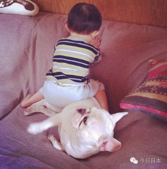 这只小法斗给2个日本小男孩当了4年保姆,拉扯一大一小的画面萌化了几