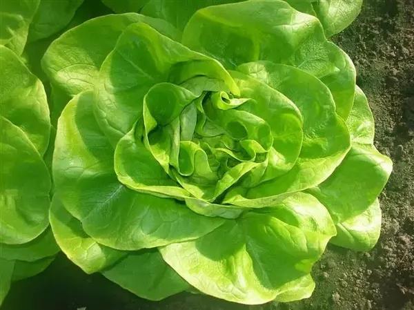 牛油生菜(laitue cultivée/ kropsla)