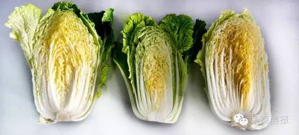 满大街的大白菜很多天津人都吃错了!白菜要这么吃?