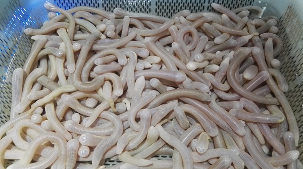 听说在福建的马尾还可以在水族馆里吃海鲜?-美食频道-手机搜狐