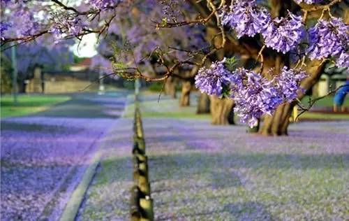 美到哭 紫色的仙境重现 观赏蓝花楹之美的神秘之地 竟然是 新闻频道 手机搜狐