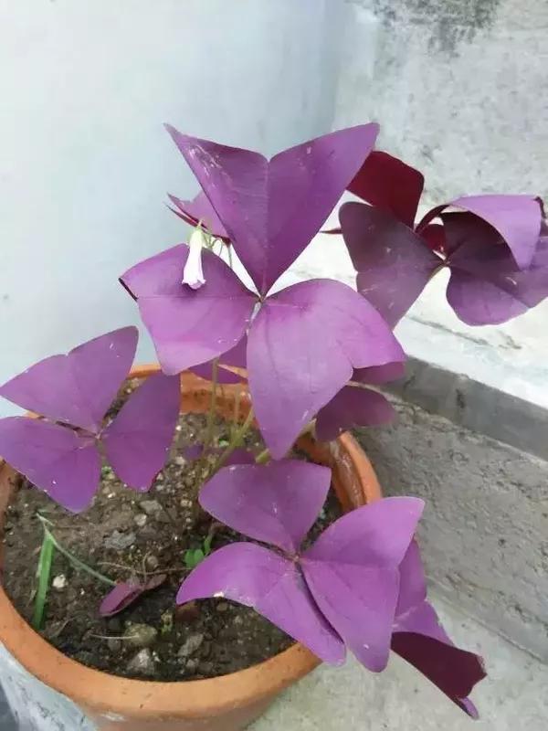 酢酱草如何从小块茎养成美丽盆栽?