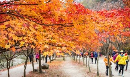 第2届首尔南山公园枫叶徒步庆典 旅游频道 手机搜狐