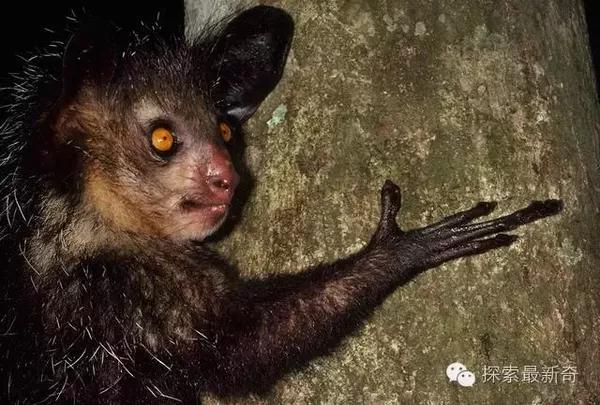 指猴一个因为被看做不吉之物而惨遭灭绝的动物 新闻频道 手机搜狐