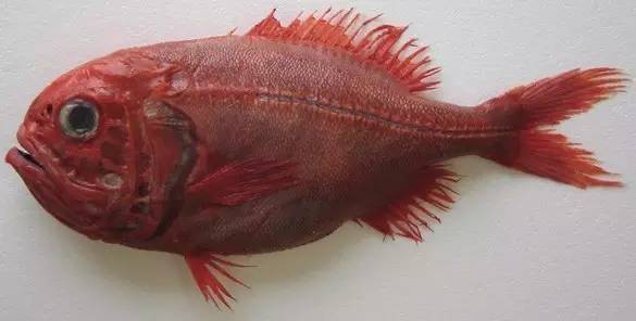海识 市场销售火爆的 长寿鱼 是什么鱼 美食频道 手机搜狐