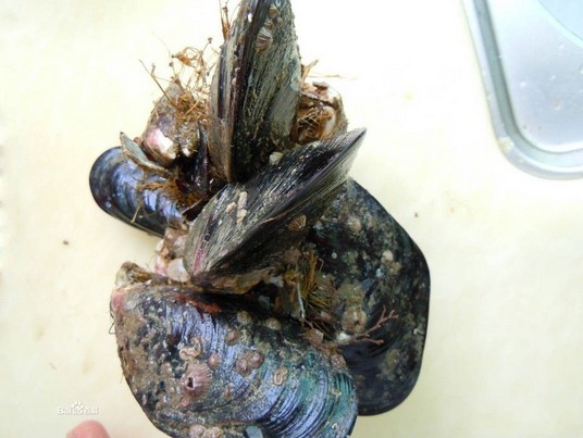 壳菜 ,淡菜——贻(yí)贝