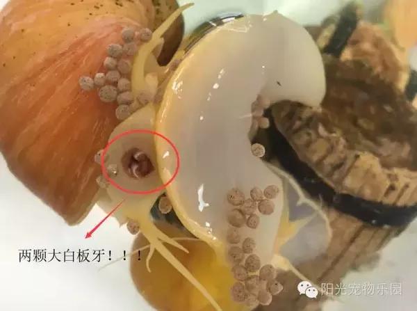 蜗牛吃饭真相,你真的见过吗?(组图)