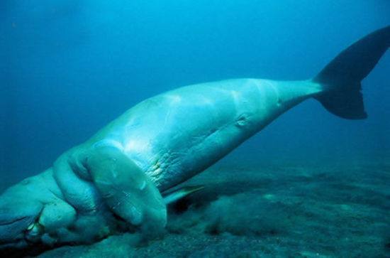 确有像女人的地方,它退化了的前肢胸鳍旁边长着一对较为丰满的乳房