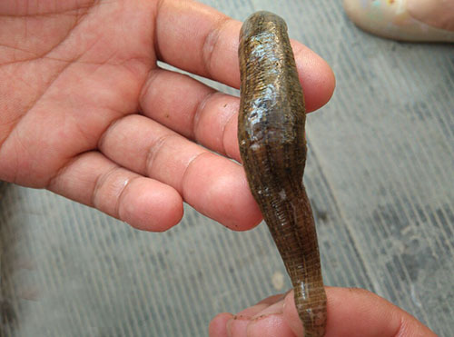 1个水蛭降血压的偏方,每天10克,降血压好轻松