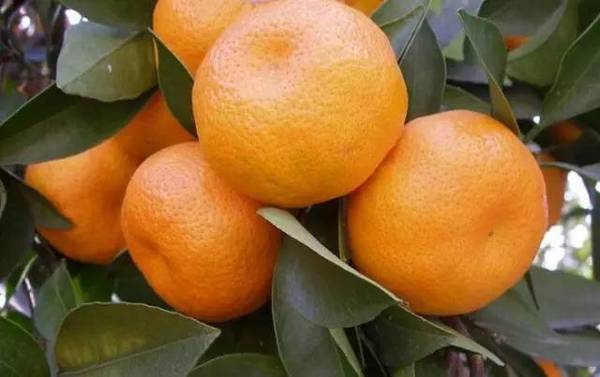 这个时节正值东山的橘子成熟时期,可以带上家人朋友,看银杏吃橘子.