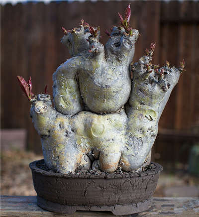 ipomoea platensis:番薯属的一种块根牵牛.