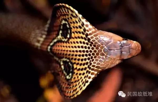 蓬莱异蛇——《还珠楼丛谈》之十六