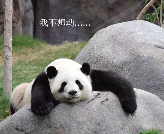 而且是 唯一一个懒到不动还被人好吃好喝伺候的生物.